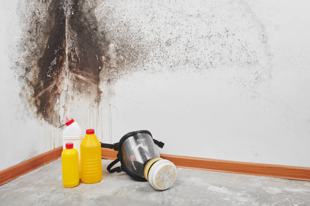 Mold Removal and Inspection in Dollar Bay, MI