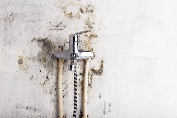 Best Home Mold Removal  in Dollar Bay, MI