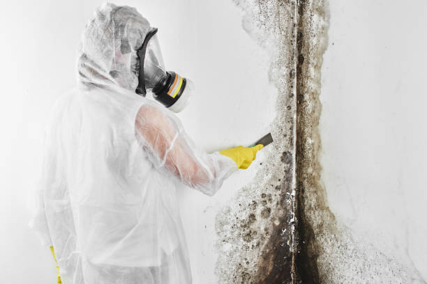 Best Toxic Mold Removal  in Dollar Bay, MI
