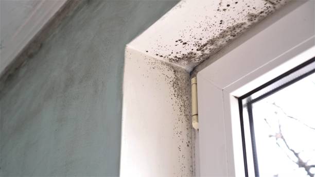 Best Office Mold Removal Services  in Dollar Bay, MI