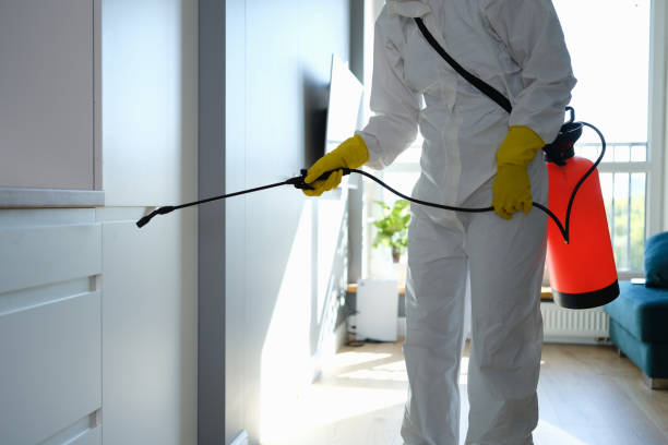 Best Local Mold Removal Service  in Dollar Bay, MI