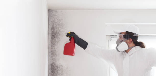 Best Emergency Mold Removal  in Dollar Bay, MI