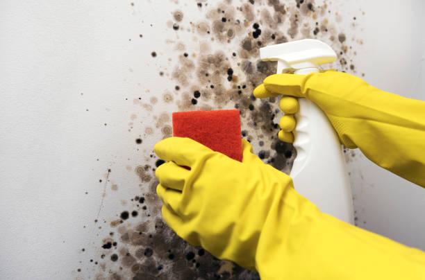 Best Residential Mold Removal  in Dollar Bay, MI