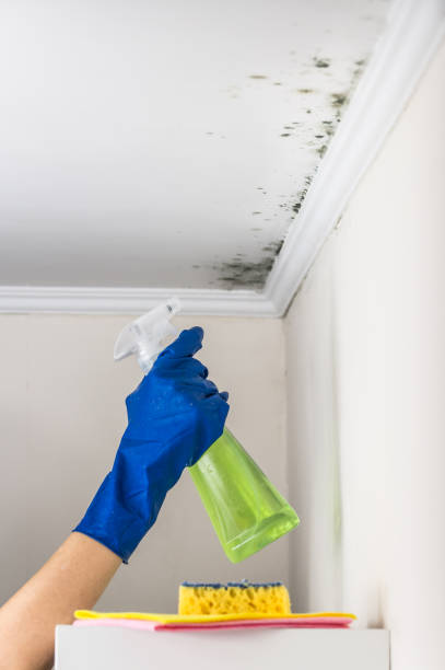 Best Mold Testing  in Dollar Bay, MI