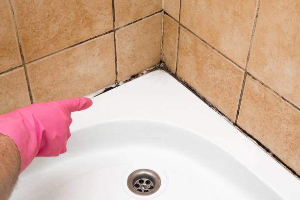 Best Certified Mold Removal  in Dollar Bay, MI
