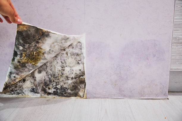 Professional Mold Removal in Dollar Bay, MI